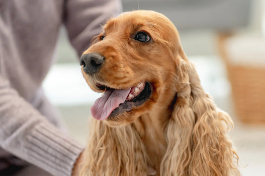 Cocker Spaniel