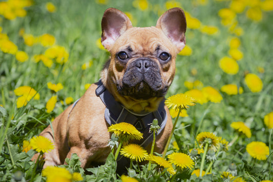 Französische Bulldogge
